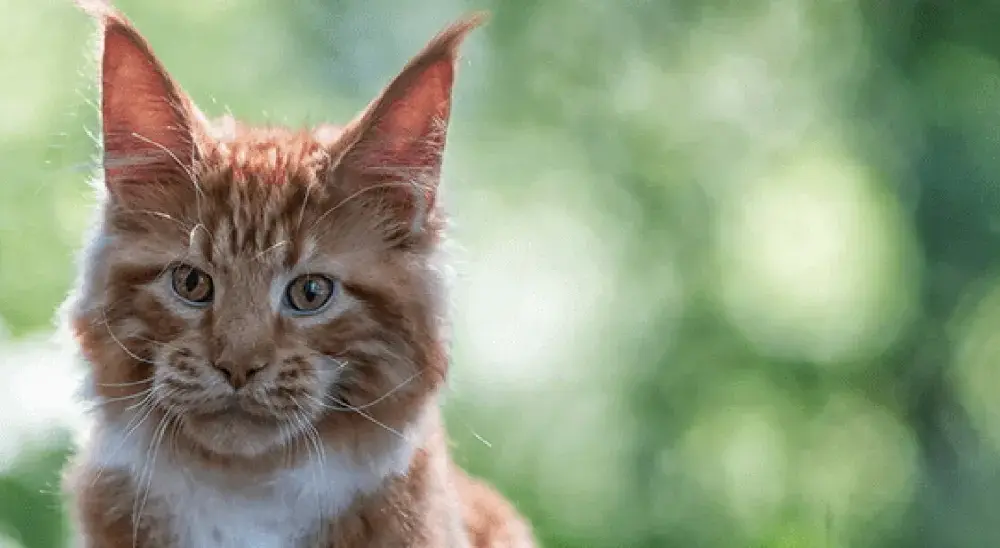 Ile muszą mieć kotki, żeby je oddać? Uniknij błędów w adopcji