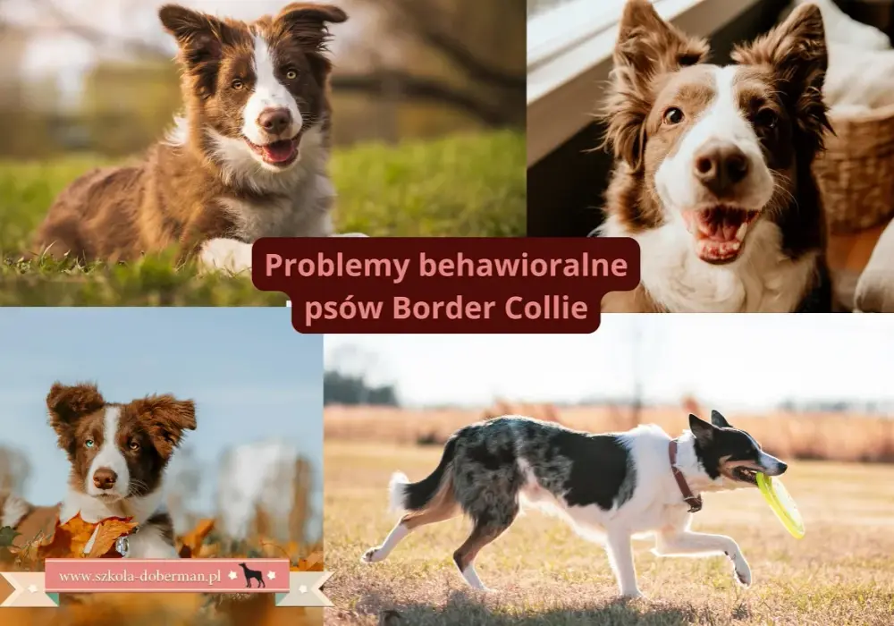 Border collie w bloku: Czy aktywna rodzina da radę? Sprawdź!