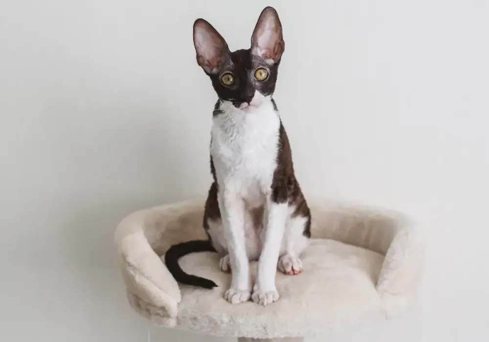 Devon Cornish Rex - Kluczowe różnice i cechy obu ras kotów