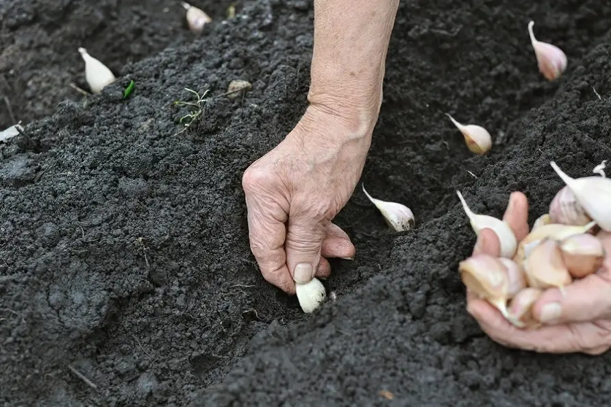 Wybierz najlepszą odmianę czosnku stosowanego do uprawy