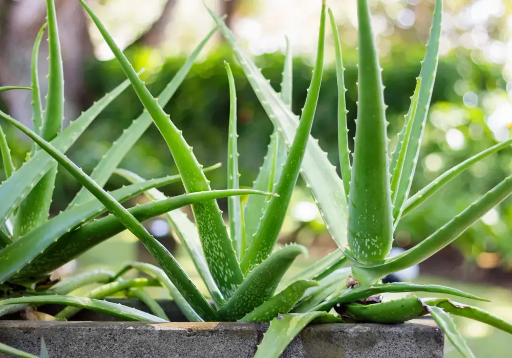 Aloes - odmiany, właściwości i zastosowanie w pielęgnacji