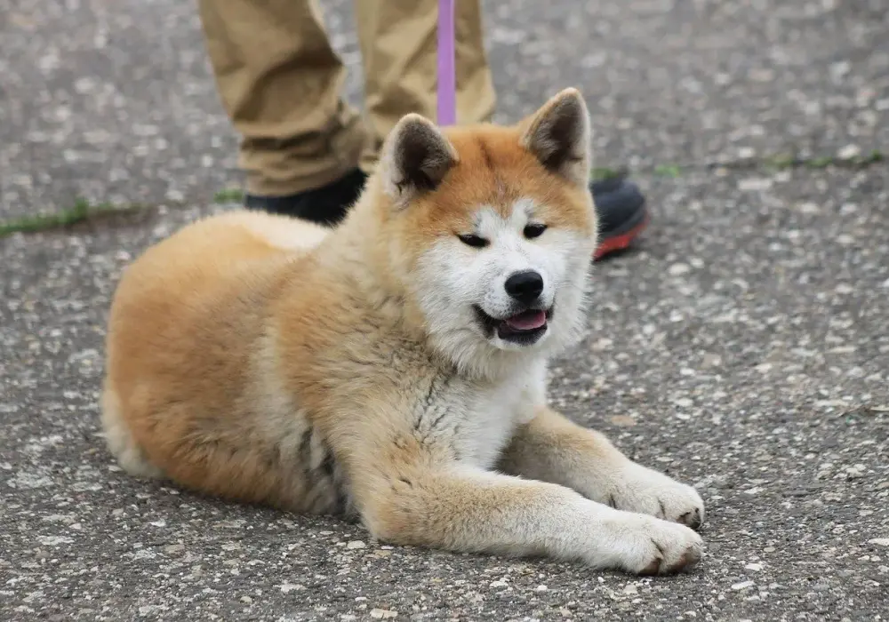 Czy akita inu jest agresywny? Odkryj prawdę o ich temperamencie