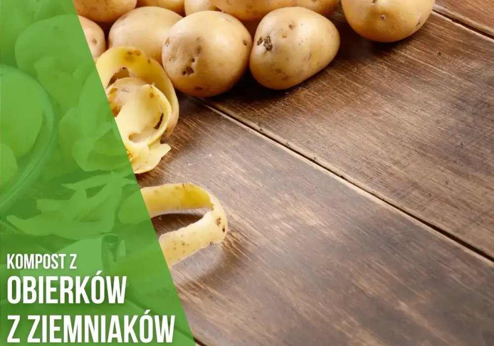 Obierki z ziemniaków na kompost - poznaj zasady bezpiecznego użycia w ogrodzie