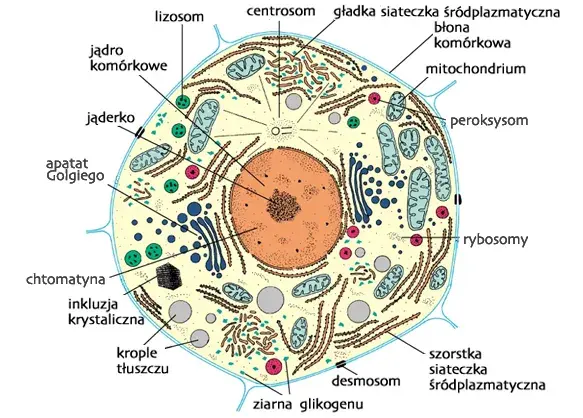 Co to jest komórka w biologii? Definicja, funkcje i przykłady prosto wyjaśnione