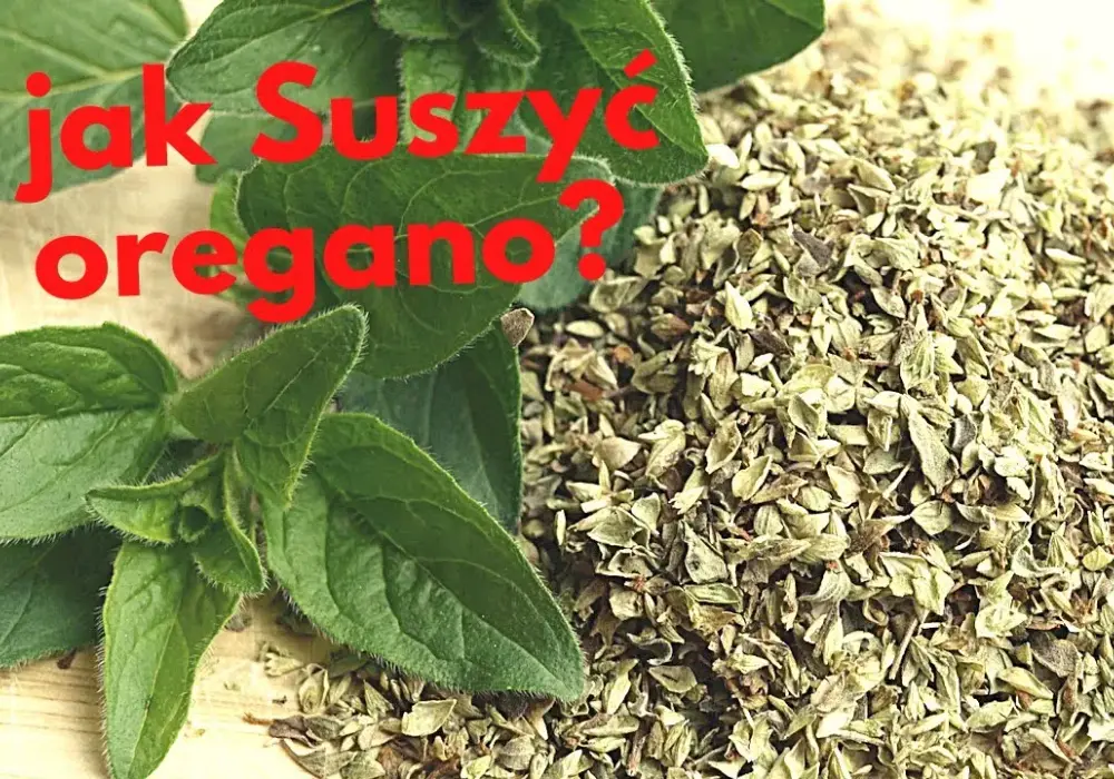 Jak suszyć oregano w domu, by zachować jego smak i aromat