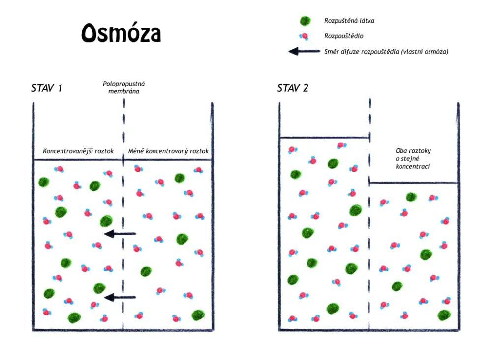 Co to osmoza w biologii? Kluczowy proces, który musisz znać