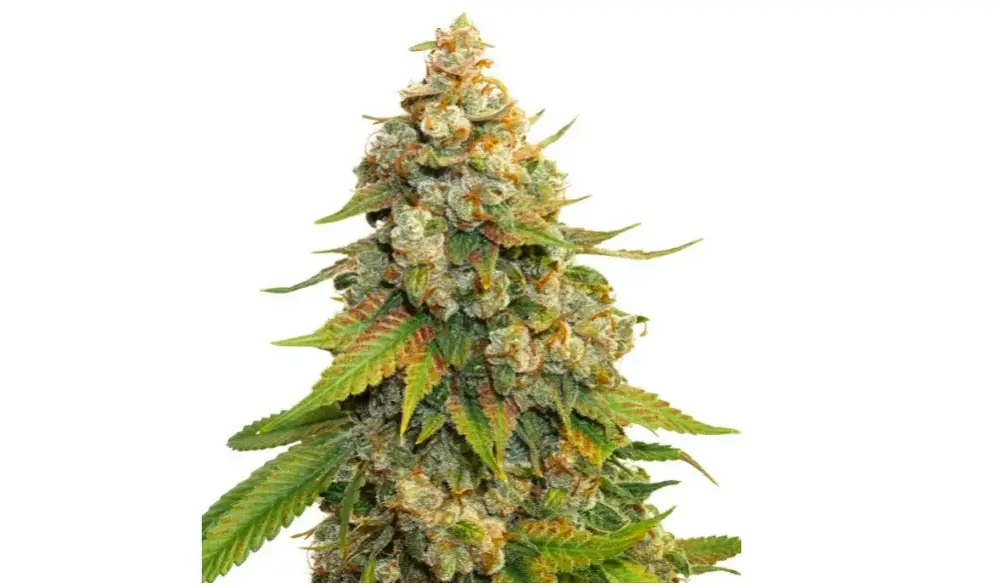 Sekrety Lemon Haze – dlaczego tak świetnie pachnie, smakuje i działa?