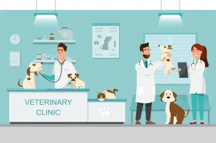 Czy weterynarz to doktor? Odkryj prawdę o tytułach i kwalifikacjach