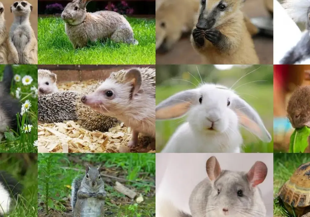 Mini Zoo Radom: Fascynujący świat zwierząt dla całej rodziny