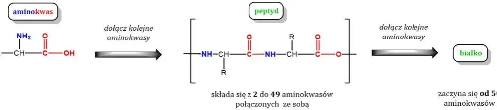 Co to są białka chemia i dlaczego są kluczowe dla życia?