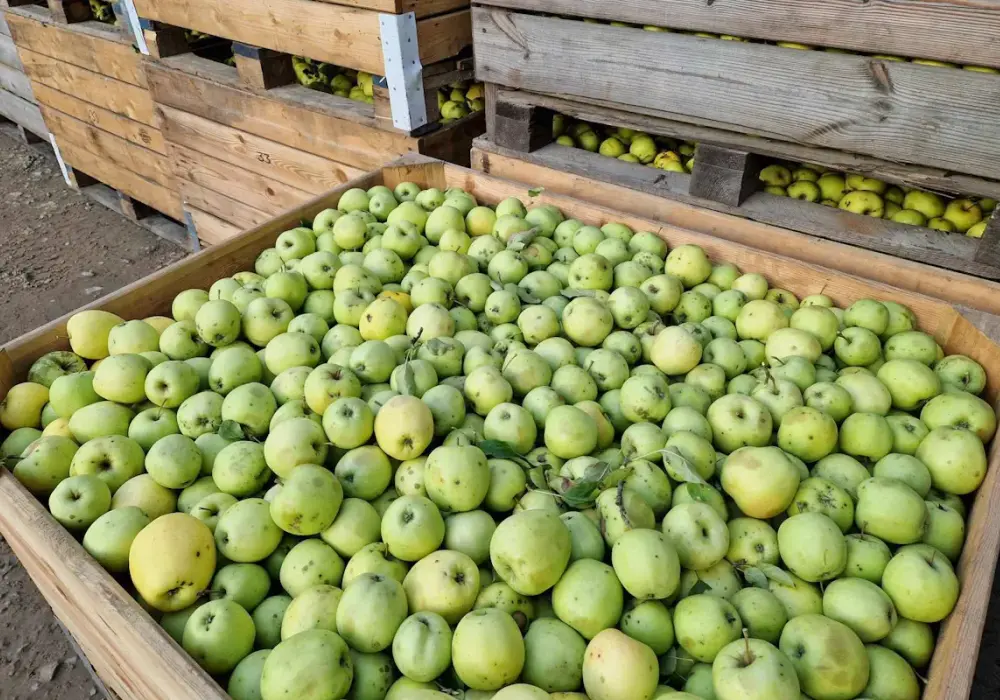 Po ile jabłka na skupie? Sprawdź aktualne ceny i trendy!