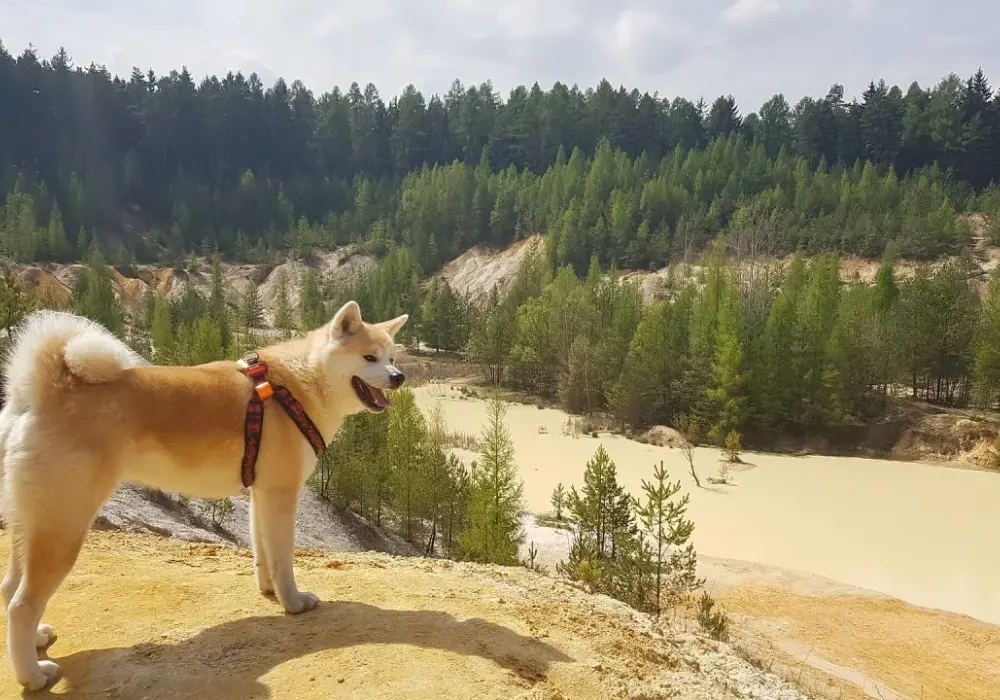 Jak długo żyje akita inu? Poznaj kluczowe czynniki wpływające na życie psa