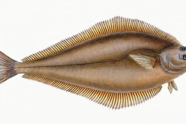 Czy halibut występuje w Bałtyku? Poznaj zaskakującą prawdę o tej rybie