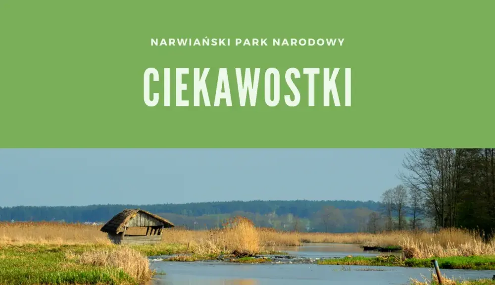 Jakie ciekawostki o Narwiańskim Parku Narodowym Cię zaskoczą?
