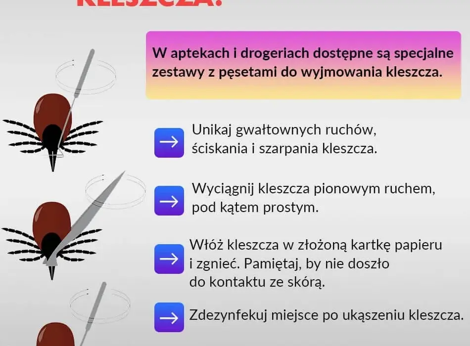 Jak bezpiecznie wyjąć kleszcza kotu i uniknąć groźnych konsekwencji