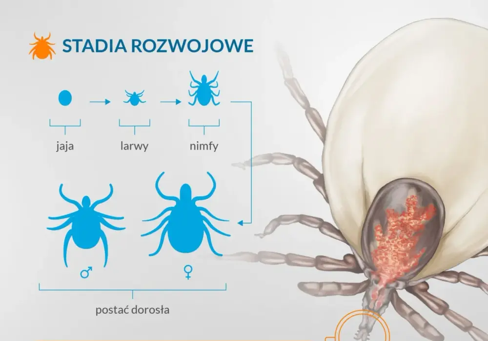 Jak rozmnażają się kleszcze i jak skutecznie chronić się przed ich inwazją