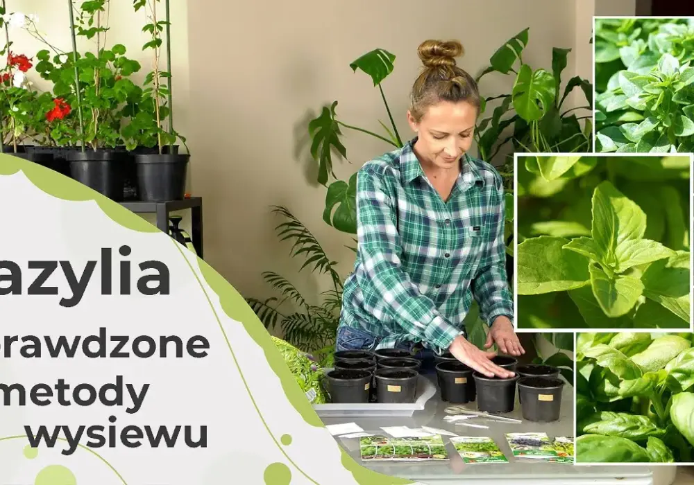 Jak posadzić bazylię: proste kroki, aby uniknąć najczęstszych błędów