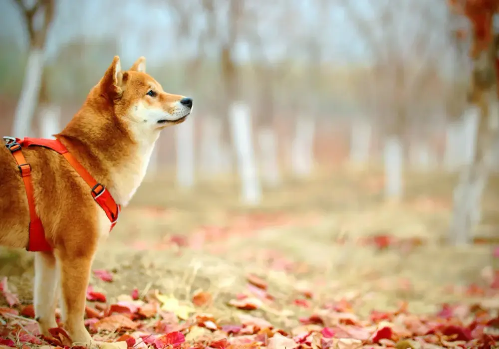 Akita Inu czy Shiba Inu - porównanie ras, które wybierzesz?