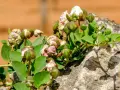 Pianta capperi con boccioli verdi e fiori bianchi che spuntano da una roccia.