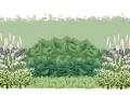 En illustration av en trädgårdsdesign med gamla trädgårdsväxter som astilbe, funkia och löjtnantshjärta. En siluett av en person visar skalan.