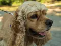 Uroczy cocker spaniel na spacerze. Zastanawiasz się nad cocker spaniel cena? Ten piesek jest wart każdej ceny!