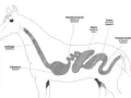 Diagramma del sistema digestivo equino: quanti stomaci ha il cavallo? Uno solo, lo stomaco, con capacità 10-15 litri.