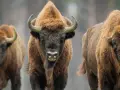 Trzy żubry wędrujące przez park białowieski. Ich potężne sylwetki i łagodne spojrzenia budzą respekt.