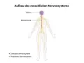 Schema des menschlichen Nervensystems: Gehirn und Rückenmark bilden das zentrale Nervensystem, das sich durch den ganzen Körper zieht.