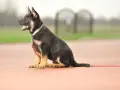 Jak wygląda 2 miesięczny owczarek niemiecki? Czego się spodziewać?