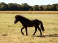 Un jeune poney français de selle, au pelage sombre et à la crinière ébouriffée, trotte dans un pré verdoyant, sous un ciel bleu.