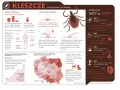 Co je kleszcz? Tylko krew! Kto jest jego ofiarą w Polsce?