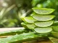 Frische Aloe Vera Scheiben gestapelt, bereit für die Anwendung in die Haare.