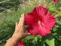 Dłoń obok ogromnego, czerwonego kwiatu hibiskusa bagiennego. W tle trawy ozdobne, sugerujące przygotowania do zimowania.