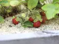 Röda, saftiga jordgubbar växer bland gröna blad. De ser ut som små guldvatten, redo att plockas.