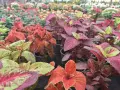 Primer plano de plantas coleo con hojas vibrantes en tonos rojos, verdes y morados, dispuestas en macetas en un vivero.