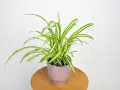 Zielistka odmiany Chlorophytum comosum 'Variegatum' w ozdobnej doniczce na drewnianym stoliku.
