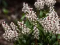 Vackra vita blomklasar på en Pieris japonica, som små pärlor mot mörkgröna blad.