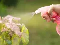 Różowa butelka ze spryskiwaczem, z której wydobywa się mgiełka, nawadnia liście rośliny. Szkło wodne jako grunt dla pięknych, różowo-zielonych liści.