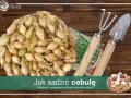 Siatka pełna cebulek dymek gotowych do sadzenia, obok mała łopatka i grabki. Czas na sadzenie cebuli!