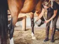 Une femme nettoie le sabot d'un cheval, s'assurant que chaque phalange du cheval est en bonne santé.