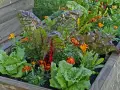 A raised garden bed showcasing vibrant swiss chard with red stems, nestled amongst lettuce and bright orange marigolds, demonstrating excellent swiss chard companion plants.