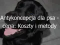 Ile kosztuje zastrzyk antykoncepcyjny dla psa? Sprawdź ceny i opcje