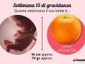 Il tuo bebè alla 15 settimana di gravidanza è grande come un'arancia, lungo circa 10 cm e pesa 70 grammi.