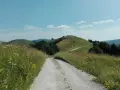 Sentiero sterrato sale verso la malga Garda, tra prati fioriti e dolci colline verdi sotto un cielo azzurro.
