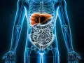 Anatomia człowieka, gdzie jest wątroba. Pomarańczowa wątroba widoczna nad jelitami w niebieskim szkielecie.