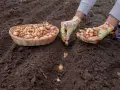 Ręce w kolorowych rękawiczkach sadzą dymkę cebuli do ziemi. Obok koszyk pełen cebulek. Rozpoczyna się uprawa cebuli z dymki.