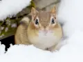 Un adorable tamia émerge de la neige, un des nombreux animaux en hiver qui bravent le froid.