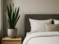 Ein grüner Bogenhanf steht auf einem Nachttisch neben einem gemachtem Bett im Schlafzimmer.