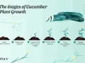 Illustration showing the cucumber plant stages: seed germination, seedlings, vine growth, flower buds, tiny cucumbers, and ready for harvest.