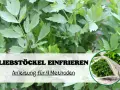 Liebstöckel einfrieren: Anleitung für 4 Methoden. Frische Kräuter im Gefrierbeutel für später.
